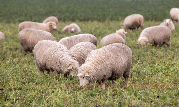 Field of sheep grazing a cover crop in the UK.